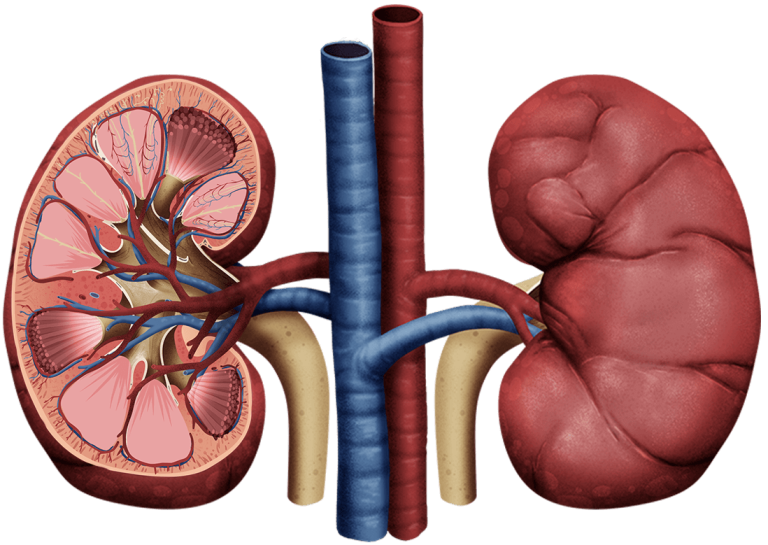 Five Lifestyle Activities That Cause Kidney Problems